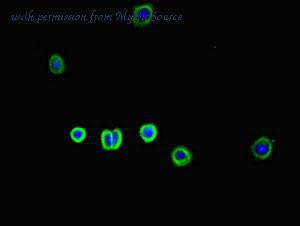 MyBioSource MBS7044073 image 3