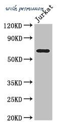 MyBioSource MBS7044112 image 1