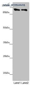 MyBioSource MBS7044341 image 1