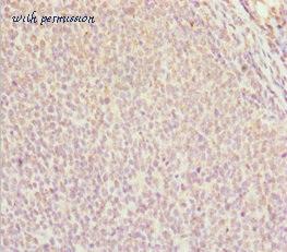 MyBioSource MBS7044341 image 2