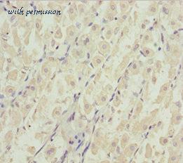 MyBioSource MBS7044341 image 3