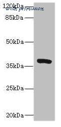 MyBioSource MBS7044965 image 1