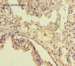 MyBioSource MBS7044965 image 2