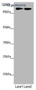 MyBioSource MBS7045756 image 1