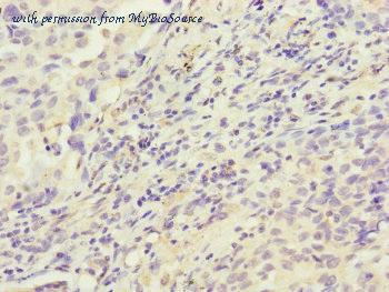 MyBioSource MBS7045756 image 2