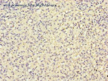 MyBioSource MBS7045756 image 3