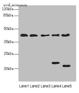 MyBioSource MBS7045994 image 1