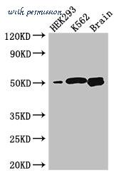 MyBioSource MBS7046048 image 1