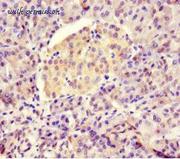 MyBioSource MBS7046048 image 3