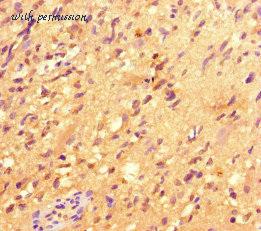 MyBioSource MBS7046180 image 1
