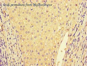 MyBioSource MBS7046413 image 1