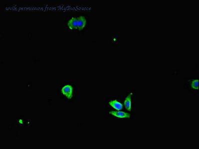 MyBioSource MBS7046413 image 2