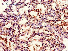 MyBioSource MBS7047861 image 1