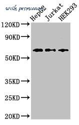 MyBioSource MBS7047861 image 3