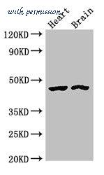 MyBioSource MBS7047965 image 1