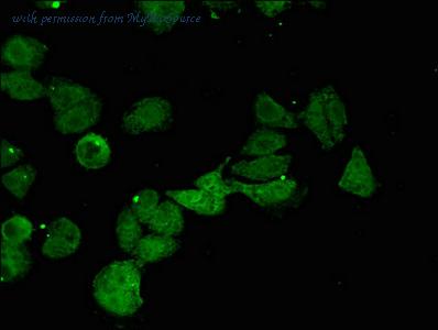 MyBioSource MBS7047965 image 3