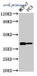 MyBioSource MBS7048037 image 1