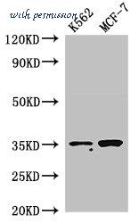 MyBioSource MBS7048101 image 1