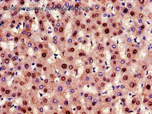 MyBioSource MBS7048237 image 2