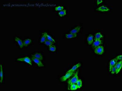 MyBioSource MBS7048237 image 3