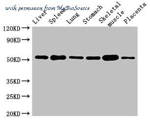MyBioSource MBS7048277 image 1