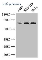 MyBioSource MBS7048712 image 1