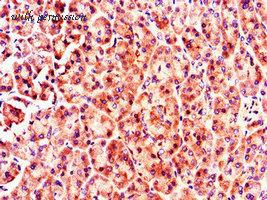 MyBioSource MBS7048712 image 2