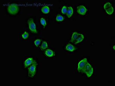 MyBioSource MBS7048712 image 3