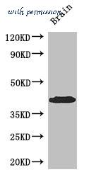 MyBioSource MBS7049204 image 1