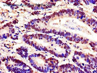 MyBioSource MBS7049204 image 2