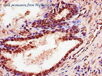 MyBioSource MBS7049204 image 3