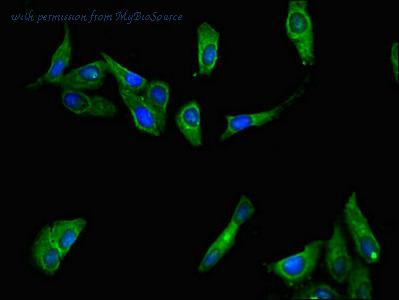 MyBioSource MBS7049747 image 1
