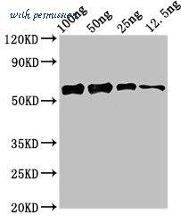 MyBioSource MBS7049895 image 1