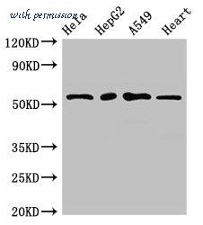 MyBioSource MBS7050075 image 1