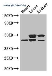 MyBioSource MBS7050265 image 1