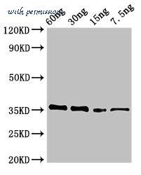 MyBioSource MBS7050385 image 1