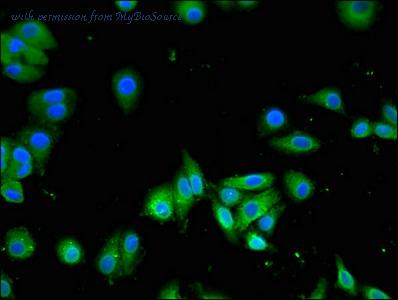 MyBioSource MBS7050579 image 3
