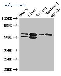 MyBioSource MBS7050691 image 1