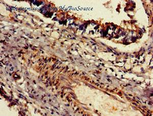 MyBioSource MBS7050719 image 1