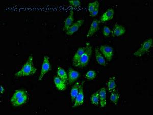 MyBioSource MBS7050719 image 2