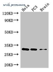 MyBioSource MBS7050847 image 1