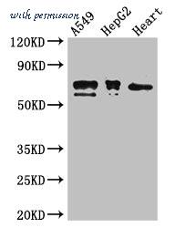 MyBioSource MBS7050879 image 1