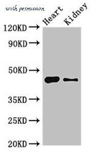 MyBioSource MBS7052153 image 1