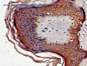 MyBioSource MBS7052153 image 2
