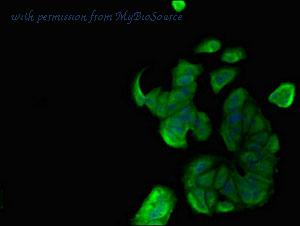 MyBioSource MBS7052153 image 3