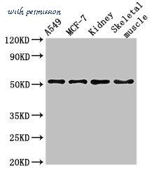MyBioSource MBS7052177 image 1