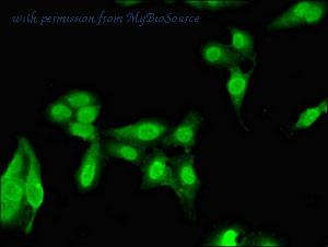 MyBioSource MBS7052177 image 2