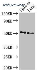 MyBioSource MBS7052325 image 1