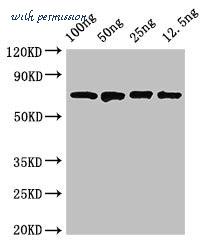 MyBioSource MBS7052873 image 1
