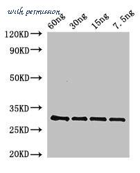 MyBioSource MBS7053013 image 1